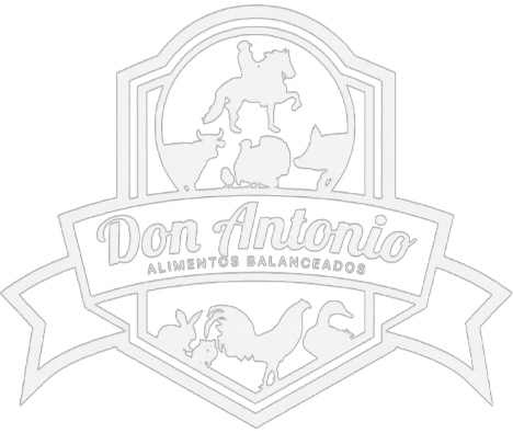 DON ANTONIO